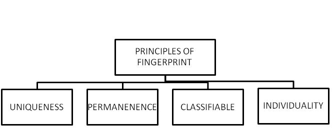 principles of fingerprint
